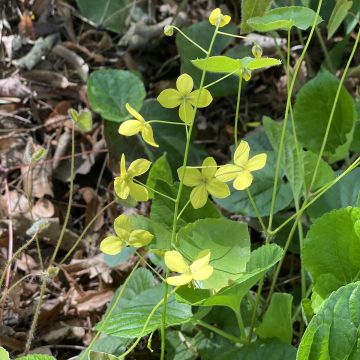 Epimedium perralderianum