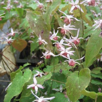 Epimedium Pink Elf