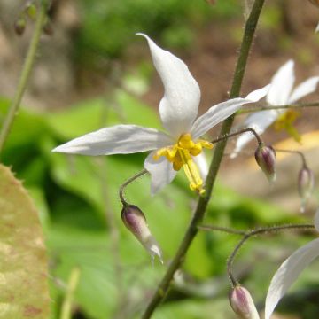 Epimedium stellulatum Wudang Star