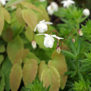 Epimedium youngianum Niveum