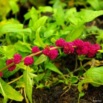 Bledo - Blitum capitatum