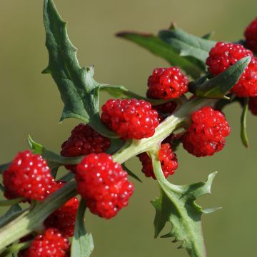 Espinaca Fresa - Chenopodium foliosum