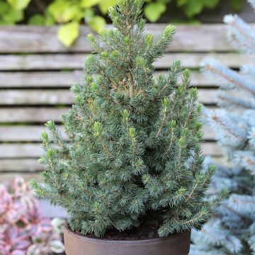 Picea glauca Biesenthaler Frühling - Pícea blanca