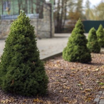 Picea glauca Conica - Pícea blanca