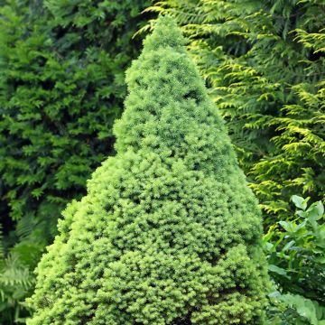 Picea glauca Zuckerhut - Pícea blanca