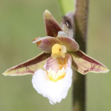 Epipactis palustris - Epipactis de pantano