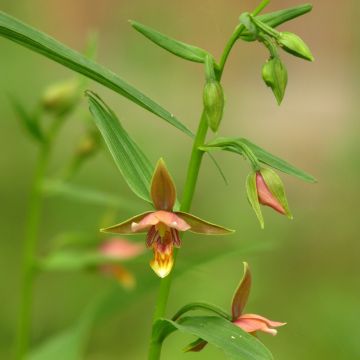 Epipactis thunbergii (x) gigantea