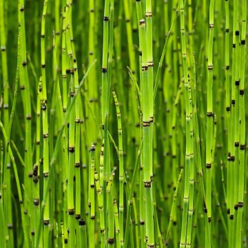 Equisetum camtschatcense - Cola de caballo de Kamchatka