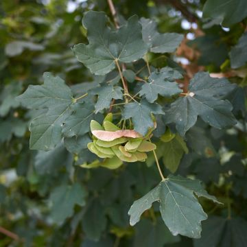 Arce común - Acer campestre