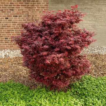 Acer palmatum Little Red - Arce japonés