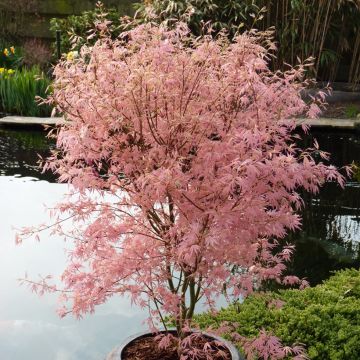 Acer palmatum Taylor - Arce japonés