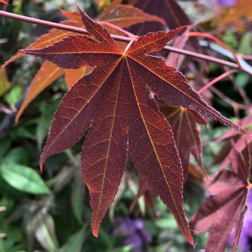 Arce japonés rojo - Acer palmatum Atropurpureum