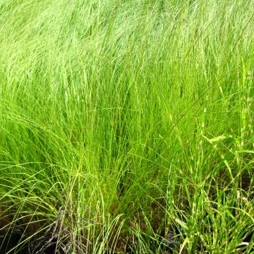 Eragrostis curvula - Pasto amargo