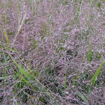 Eragrostis spectabilis Great Plains