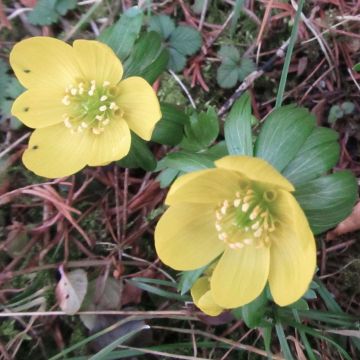 Eranthis hyemalis Schwefelglanz