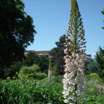 Eremurus Joanna