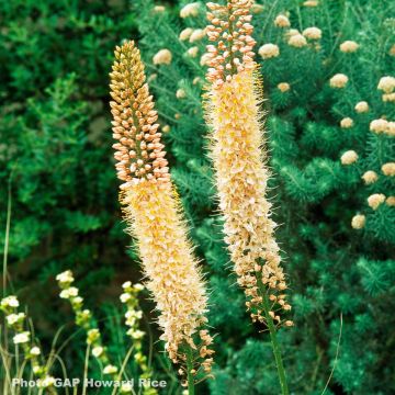 Eremurus stenophyllus Moneymaker