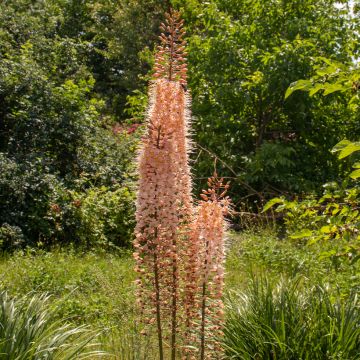 Eremurus Romance