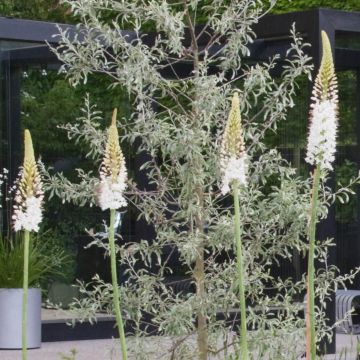 Eremurus White Beauty Favourite