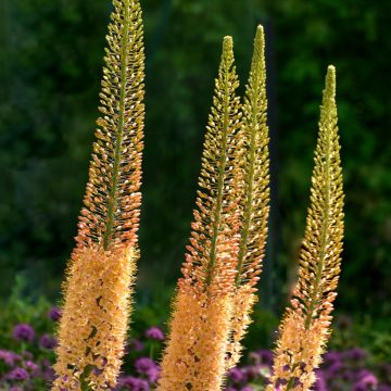 Eremurus stenophyllus Moneymaker