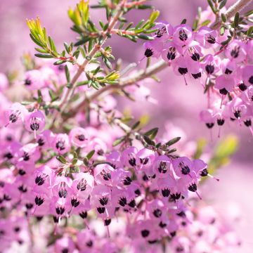 Erica canaliculata - Brezo de turbera