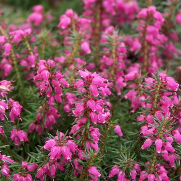 Erica carnea Eva - Brezo vizcaíno