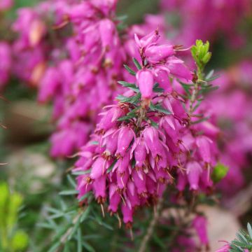 Erica carnea Ruby Glow - Brezo vizcaíno