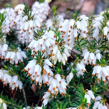 Erica carnea Snow Queen - Brezo vizcaíno