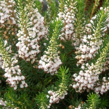 Erica vagans White Rocket - Brezo