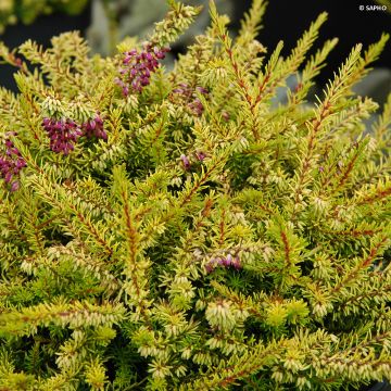 Erica darleyensis Eva Gold - Brezo rosado