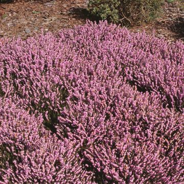 Erica darleyensis J.W. Porter - Brezo rosado