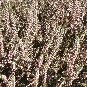 Erica darleyensis White Glow - Brezo rosado