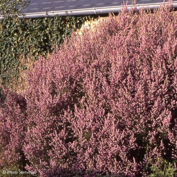 Erica mediterranea - Brezo