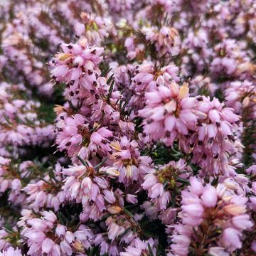 Erica darleyensis Spring Surprise - Brezo rosado