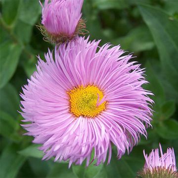 Erigeron Rosa Triumph - Margarita