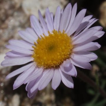 Erigeron leiomerus - Margarita de hojas estrechas