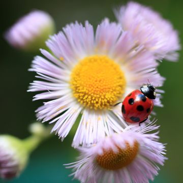 Erigeron philadelphicus - Margarita de Filadelfia