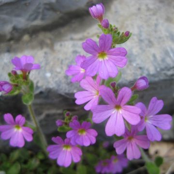 Erinus alpinus - Erino alpino