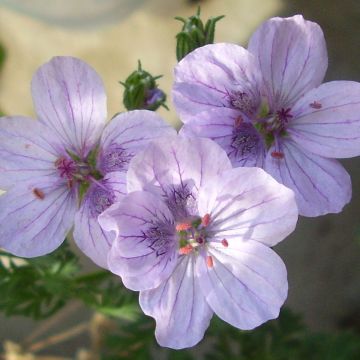 Erodium Stephanie - Alfileria