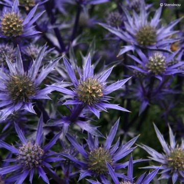 Eryngium bourgatii Pico's Amethyst - Panizo de mar