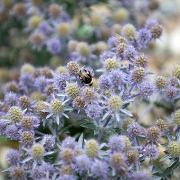 Eryngium planum Tiny Jackpot - Cardo plano