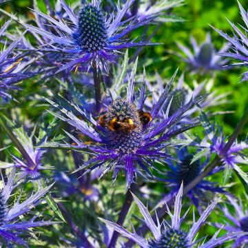 Eryngium alpinum Blue Star - Panicaut