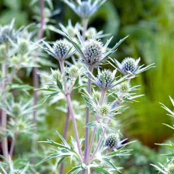 Eryngium bourgatii - Panizo de mar