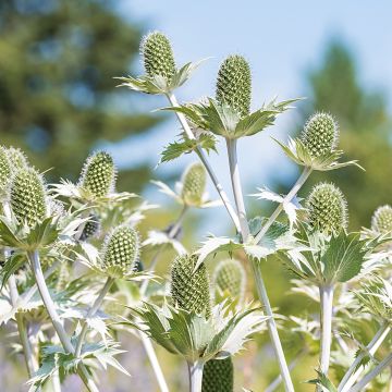 Eryngium giganteum - Cardo santo