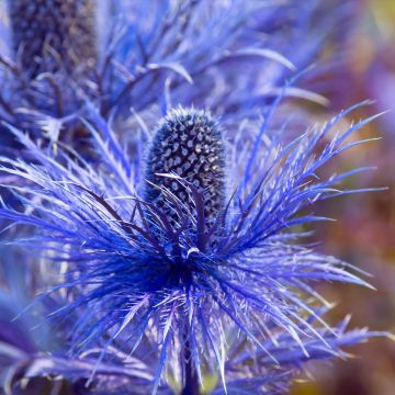 Eryngium oliverianum - Eringio