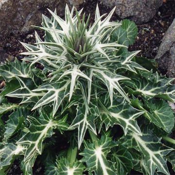 Eryngium variifolium