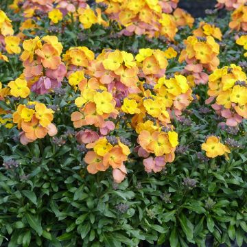 Erysimum POEM Mandarine - Alhelí