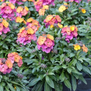 Erysimum Winter Party - Alhelí