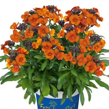 Erysimum Winter Touch - Alhelí