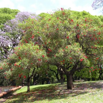 Erythrina crista-galli - Ceibo